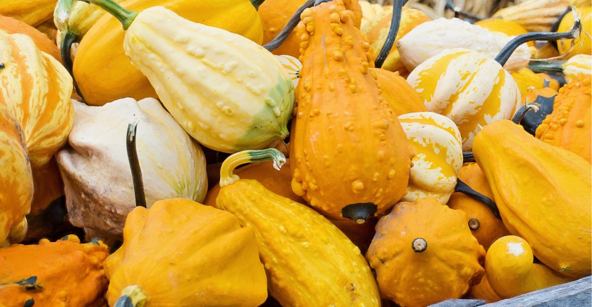 Variety of squash